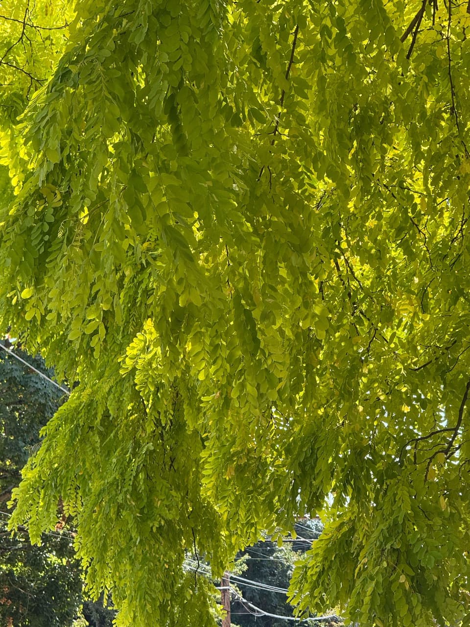 Weeping willow with cascading foliage — fall colors