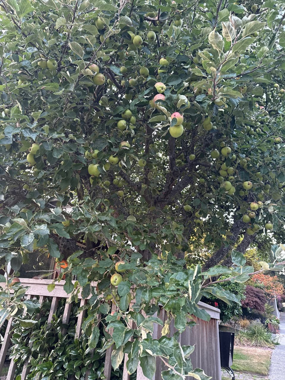 Apple tree with ripening fruit — fruit trees