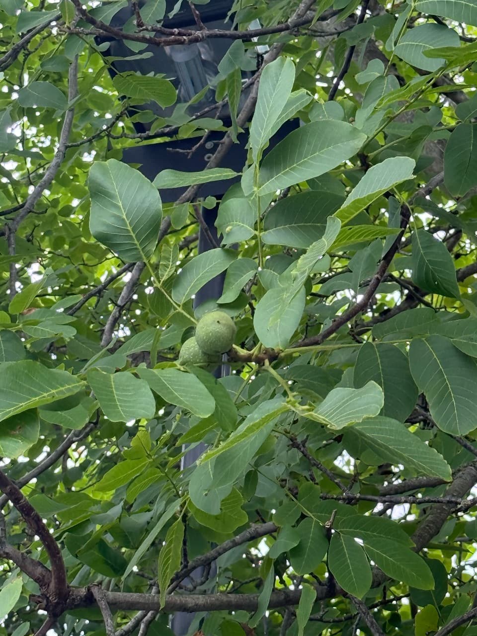 Walnut tree with green fruit — fruit trees