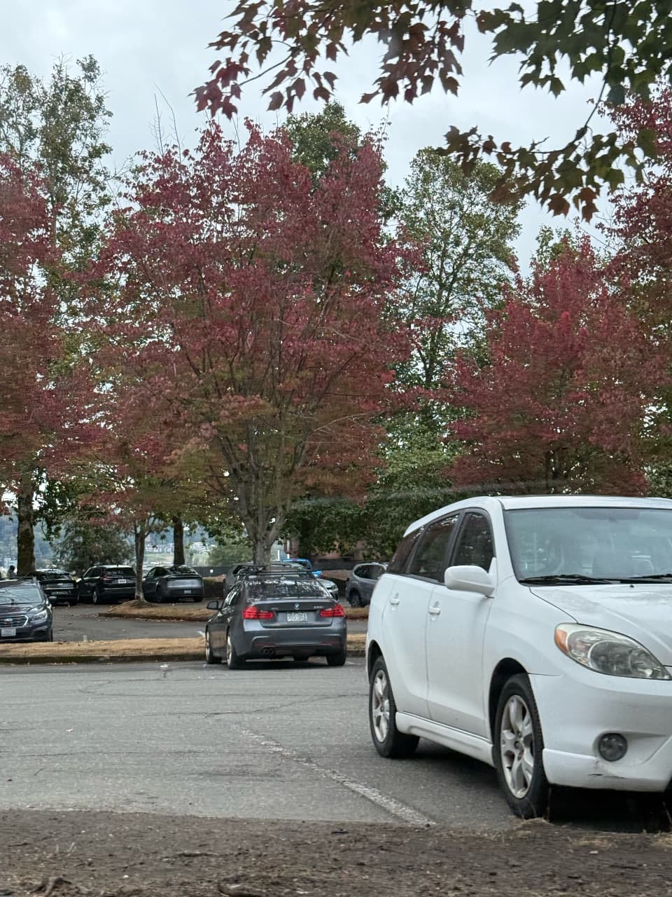 maple trees in Gas work park parking lot — fall colors