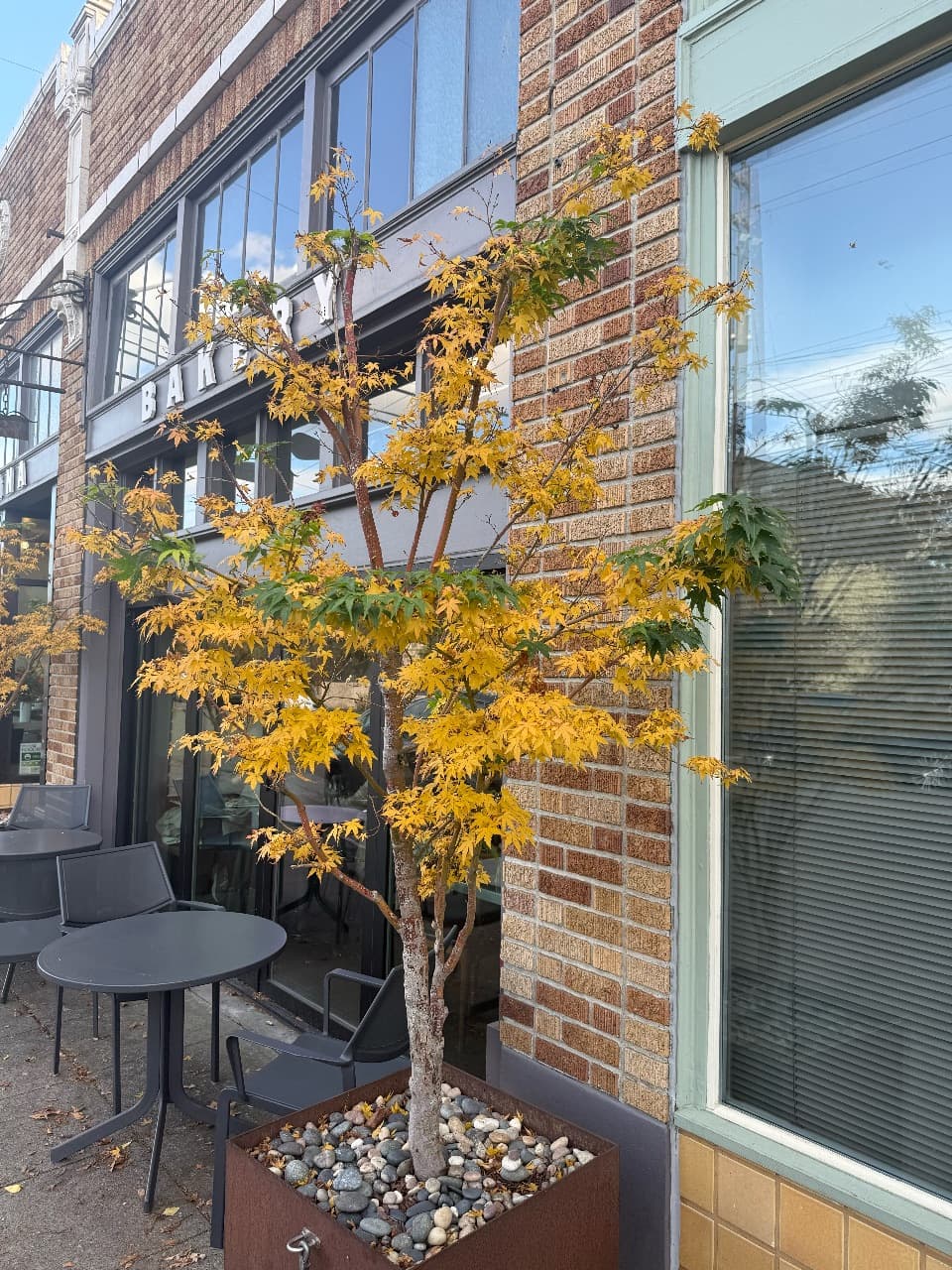 Japanese maple in front of Macrina — fall colors